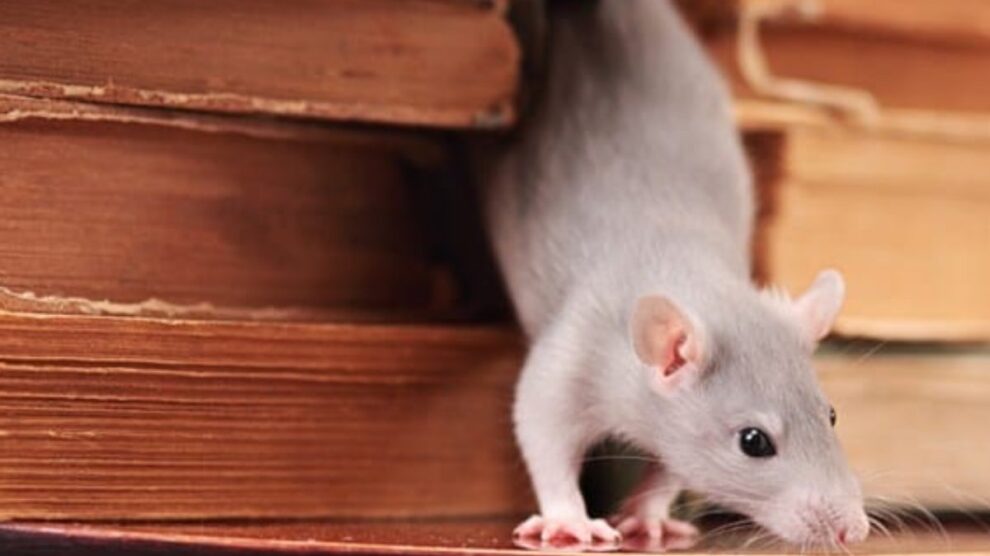 How to Tell If You Have a Rodent Infestation in Your Home