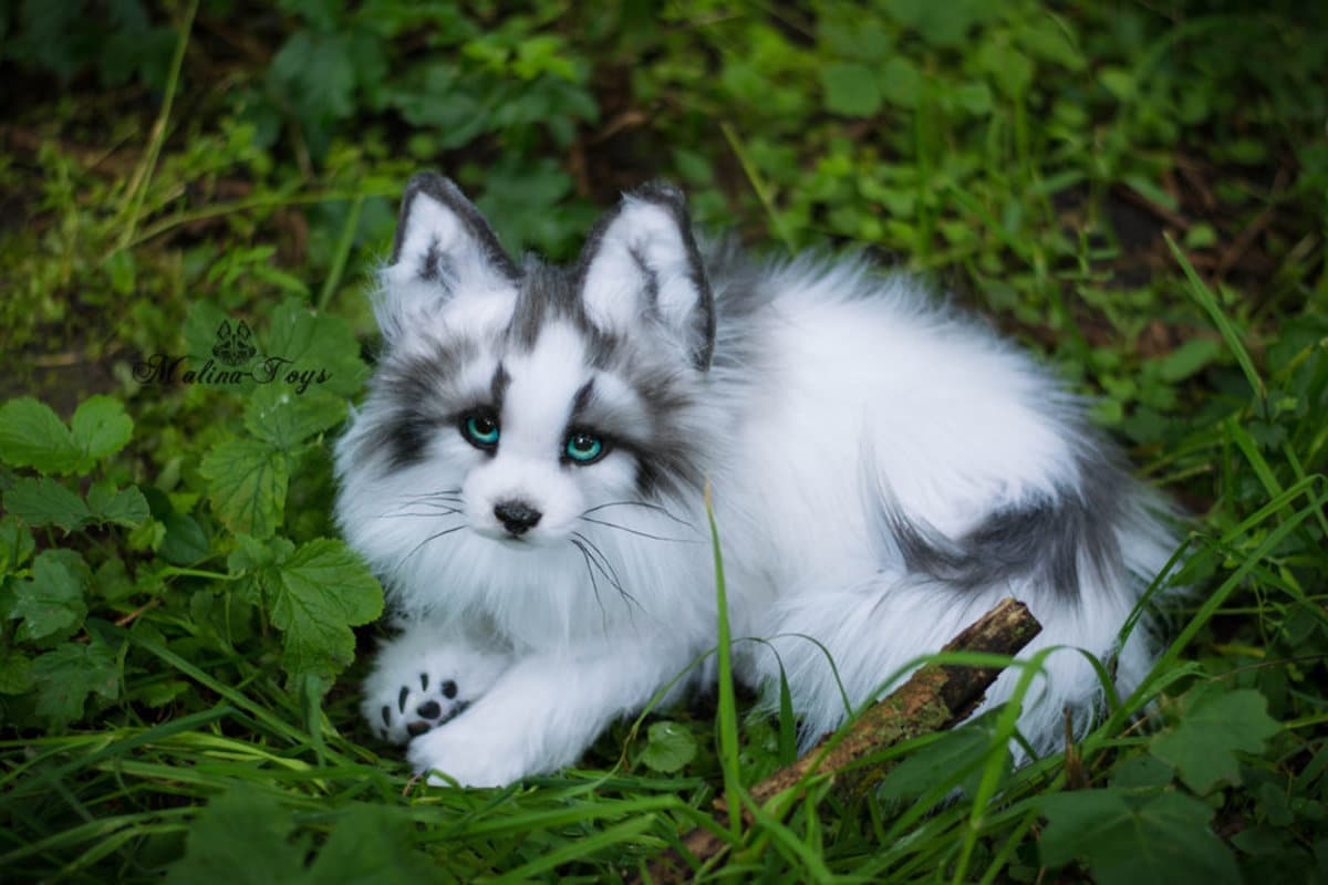 Are marble foxes real?