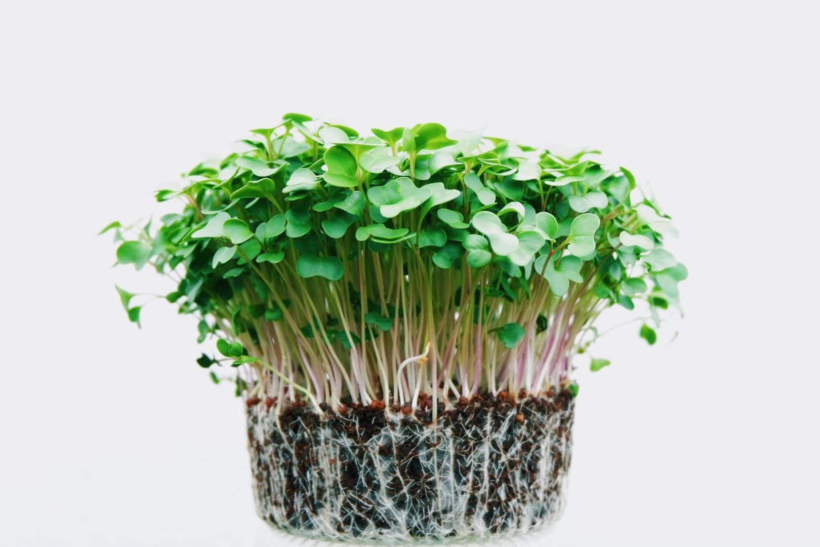 The Most Profitable Agricultural Businesses