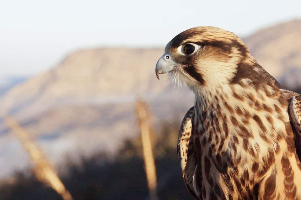 California's Sky Falconry