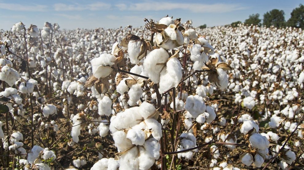 Are Cotton T-shirts Sustainable Products?