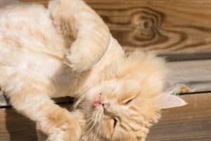 The 8 Best Cat Breeds for First Time Owners