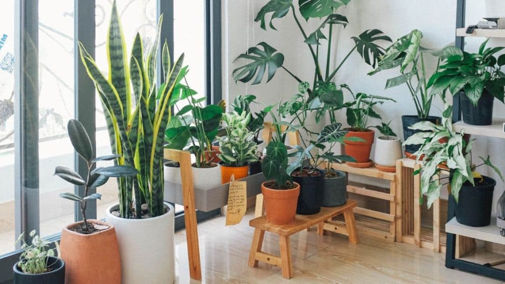 The 12 Best Indoor Plants for Your Home Indoor plants are a great way to add a touch of nature to your home and can even help to improve air quality. But with so many options available, it can be hard to know which ones are best for your space. Not only that, but also how to care for them once you've brought them home? Here's a quick guide to some of the most popular indoor plants, as well as tips on how to keep them healthy and happy. Snake Plant: Snake plants are tough, tolerant of low light and neglect, and purify the air by removing toxins such as formaldehyde and carbon monoxide. How to care for snake plants: Snake plants prefer bright, indirect light but can tolerate low light. Allow the soil to dry out between waterings. These plants are drought tolerant. Feed monthly with a balanced fertilizer during the growing season. Snake plants are not heavy feeders. Common issues: Overwatering can cause root rot. These plants are drought tolerant, so be sure to let the soil dry out between waterings. Not enough light will cause the leaves to lose their variegation. Too much light will cause the leaves to scorch. Brown tips on the leaves are usually caused by too much fluoride in the water or by the plant being too dry. Yellow leaves are usually caused by overwatering or by fertilizer burn. Spider Plant: Spider plants are easy to grow and make ideal houseplants for beginners. They are tolerant of low light, but prefer bright, indirect light. Spider plants also help to purify the air by removing toxins such as carbon monoxide and xylene. How to care for spider plants: Allow the soil to dry out between waterings. fertilize monthly during the growing season. Common issues: Brown tips on the leaves can be caused by too much direct light, low humidity, or fluoride in the water. Peace Lily: Peace lilies are beautiful, easy-to-care-for plants that thrive in low light. They also help to purify the air by removing toxins such as benzene, formaldehyde, and trichloroethylene. How to care for peace lilies: Peace lilies prefer shady conditions and moist soil. Water when the top inch of soil is dry. Common issues: Brown leaves can be caused by too much direct light or low humidity. Golden Pothos: Golden pothos are one of the most popular houseplants because they are so easy to care for. They thrive in low light, but can also tolerate bright, indirect light. Golden pothos help to purify the air by removing toxins such as carbon monoxide and formaldehyde. How to care for golden pothos: Allow the soil to dry out between waterings. fertilize monthly during the growing season. Common issues: Yellow leaves can be caused by too much direct sunlight, low humidity, or fluoride in the water. Fiddle Leaf Fig: Fiddle leaf figs are a beautiful, trendy plant that can be a bit challenging to care for. They prefer bright, indirect light but can tolerate low light. Fiddle leaf figs help to purify the air by removing toxins such as formaldehyde and benzene. How to care for fiddle leaf fig: Allow the soil to dry out between waterings. fertilize monthly during the growing season. Place in a bright spot, but out of direct sunlight. Prune as needed to maintain shape. Common issues: Brown leaves can be caused by too much direct sunlight, low humidity, or fluoride in the water. Yellow leaves can indicate a nutrient deficiency or too much water. Dropping leaves can be caused by too much water, not enough light, or pests. Philodendron: Philodendrons are a beautiful, easy-to-care-for plant that thrive in low light. They help to purify the air by removing toxins such as formaldehyde and carbon monoxide. How to care for philodendrons: These tough, easy-to-grow plants can tolerate a wide range of light conditions, from bright indirect light to low light. If you notice that the leaves are getting pale, it's an indication that the plant is not getting enough light. Common issues: Brown leaves can be caused by too much direct sunlight, low humidity, or fluoride in the water. Yellow leaves can indicate that the plant is not getting enough light. Dracaena: Dracaenas are a beautiful, easy-to-care-for plant that thrives in low light. They help to purify the air by removing toxins such as formaldehyde and benzene. How to care for dracaena: While they can tolerate a wide range of growing conditions, they prefer bright, indirect light and well-drained soil. With proper care, dracaena can reach heights of 6 feet or more. Common issues: Overwatering is the number one cause of death for dracaena. Allow the top 50% of the soil to dry out before watering. Brown tips on leaves are usually a sign of too much direct sun or water that is too high in fluoride. If you suspect your water supply, try using distilled or rainwater instead. Calathea: Calatheas are beautiful, easy-to-care-for plants that thrive in low light. They help to purify the air by removing toxins such as formaldehyde and benzene. How to care for calathea: Calathea are relatively easy to care for. They prefer indirect light but can tolerate low light conditions. Keep the soil evenly moist and fertilize monthly during the growing season. Allow the top inch of soil to dry out before watering. Calatheas are sensitive to fluoride and chlorine, so use filtered water if possible. Common issues: Brown leaves can be caused by several different factors, including too much direct light, fluoride in the water, or temperature stress. If you think your plant is getting too much direct light, move it to a spot with indirect light. If you suspect that fluoride in your water is the problem, try using filtered or distilled water. If temperature stress is the cause, make sure your plant is not in a drafty spot or near a heat source. Dieffenbachia: Dieffenbachias are beautiful, easy-to-care-for plants that thrive in low light. They help to purify the air by removing toxins such as formaldehyde and benzene. How to care for dieffenbachia: Dieffenbachia needs bright, indirect light and moist, well-drained soil. Water when the top inch of soil is dry. Common issues: If Dieffenbachia leaves turn yellow, it’s likely due to too much direct sunlight. Move the plant to a brighter spot with indirect light. If the leaves turn brown and mushy, it’s a sign of overwatering. Allow the soil to dry out completely before watering again. Aloe Vera: Aloe veras are beautiful, easy-to-care-for plants that thrive in low light. They help to purify the air by removing toxins such as formaldehyde and benzene. How to care for aloe vera: Aloe veras are succulents and do best in bright, indirect sunlight. If they are placed in direct sunlight, they will sunburn. Water aloe veras when the soil is dry to the touch. Allow the water to fully drain before placing the plant back in its pot. Aloe veras are susceptible to root rot, so be sure to provide good drainage. Common issues: Brown tips on the leaves can be caused by too much sun, low humidity, or fluoride in the water. Yellow leaves can indicate overwatering or too much sun. Droopy leaves usually mean the plant needs more water. Chamaedorea: Chamaedoreae are beautiful, easy-to-care-for plants that thrive in low light. They help to purify the air by removing toxins such as formaldehyde and benzene. How to care for chamaedorea: To keep your chamaedorea healthy, water it when the soil is dry to the touch and fertilize monthly. Place in a spot that receives indirect sunlight. Pruning is not necessary, but you can remove any yellow or dead leaves as they occur. Common issues: If your chamaedorea's leaves are yellowing, it could be due to too much direct sunlight, over-fertilization, or improper watering (allowing the plant to sit in water). If the leaves are brown and crispy, it could be due to too little water, too much direct sunlight, or low humidity. Zamioculcas zamiifolia: Zamioculcas zamiifolia are great for a living room, office, or any other space in your home that could use a little bit of life. These plants are known for being low-maintenance and can even thrive in low-light conditions, making them perfect for those who might not have a green thumb. How to care for Zamioculcas zamiifolia: To keep your Zamioculcas zamiifolia looking its best, water it when the top inch of soil is dry and place it in a spot with bright, indirect light. These plants are also pretty tolerant to a wide range of temperatures, so you don't have to worry too much about keeping them in a perfect environment. Common issues: One issue you might run into with Zamioculcas zamiifolia is that the leaves can start to yellow if the plant is getting too much direct light. If this happens, simply move the plant to a spot with less light and it should start to look green again. Another problem you might have is that the leaves can start to droop if the plant is not getting enough water. To fix this, simply water your plant more frequently. Final Word No matter which houseplant you choose, be sure to do your research so that you can provide the best possible care for your new plant friend. They can be rewarding companions that brighten up your home and purify the air you breathe and add up some design in your lovely house. So, go ahead and pick your favorite!
